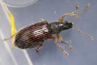 Phyllobius oblongus