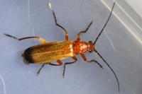 Rhagonycha fulva