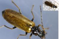 Rhagonycha nigriventris