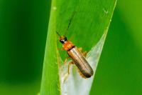 Cantharis