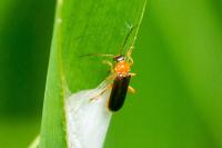 Cantharis
