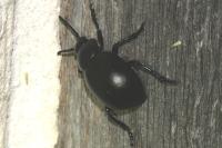 Timarcha tenebricosa