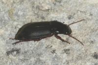 Pseudoophonus rufipes