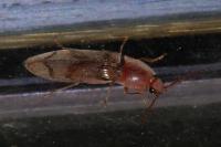 Stenagostus rhombeus