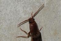 Stenagostus rhombeus