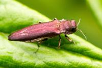 Agrilus sinuatus