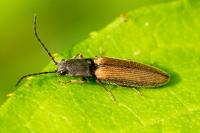 Athous bicolor