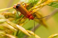 Rhagonycha fulva