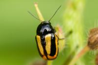 Cryptocephalus vittatus