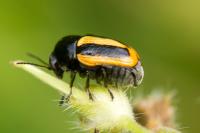 Cryptocephalus vittatus
