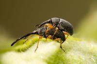 Rhopalapion longirostre
