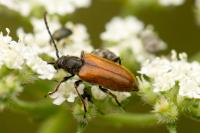 Pseudovadonia livida