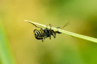 Clanoptilus elegans