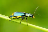 Clanoptilus elegans