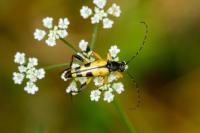 Rutpela maculata