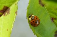 Harmonia axyridis