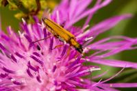 Oedemera podagrariae
