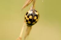 Propylea quatuordecimpunctata