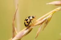 Propylea quatuordecimpunctata