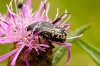 Oxythyrea funesta