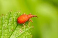 Apion frumentarium