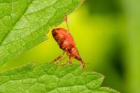 Apion frumentarium