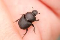 Onthophagus verticicornis