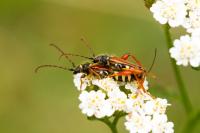 Stenopterus rufus