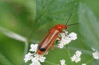 Rhagonycha fulva