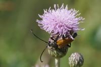 Stictoleptura fulva