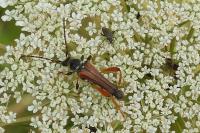 Stenopterus rufus