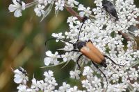 Stictoleptura fulva