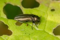 Coraebus elatus