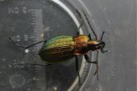Carabus cancellatus