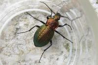 Carabus cancellatus