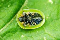 Cassida rubiginosa