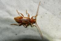Trichoferus pallidus