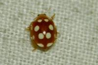 Vibidia duodecimguttata
