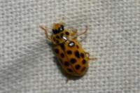 Anisosticta novemdecimpunctata