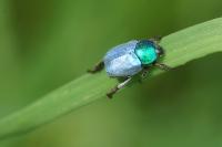 Hoplia coerulea