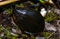 Acilius sulcatus