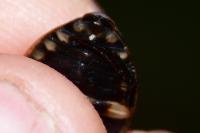 Acilius sulcatus