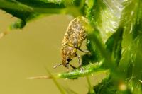 Rhinocyllus conicus