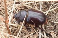 Oryctes nasicornis