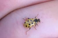 Hippodamia tredecimpunctata