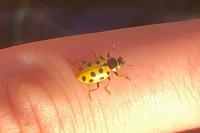 Hippodamia tredecimpunctata