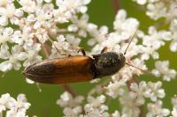 Agriotes