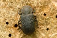 Bolitophagus reticulatus