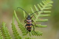 Leptura aurulenta