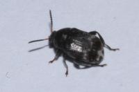 Bruchus pisorum
